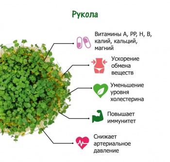 Комплект для выращивания. "Моя микрозелень": РУКОЛА