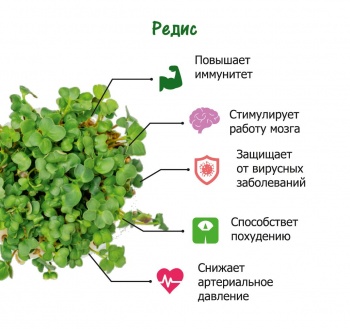 Набор для выращивания. "Моя микрозелень": РЕДИС